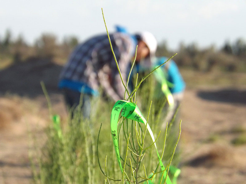 7��14����������ҁ�(l��i)�������֌���ٛ(z��ng)�ߵľG�z��ϵ�������ϡ�����ͽz�����(y��ng)�����ҫ���W���Gɫ�Ĺ�â��