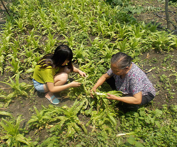 ��������æ�_�y��ժ�Ĳ˲��ϸ�ժ��Ч�ʵͣ����^������Ϥ��ָ�����ܿ�꠆T���M���ˠ�B(t��i)��