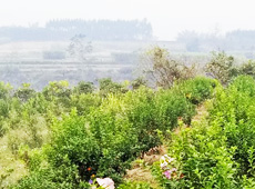 �������ܵ��l(xi��ng)�����ǰ���ӷ��s����������ؚ�F����С����ͨ�^���������(y��u)���Ľ�(j��ng)��(j��)��������׃��ؚ�F��ò������̽۴��S������ɵ��r(n��ng)��@�����S������롭