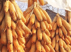 �Ŵ���������֮����