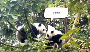 �L�L��̫�ɐ�����С��ȫ�̡���ĸЦ����