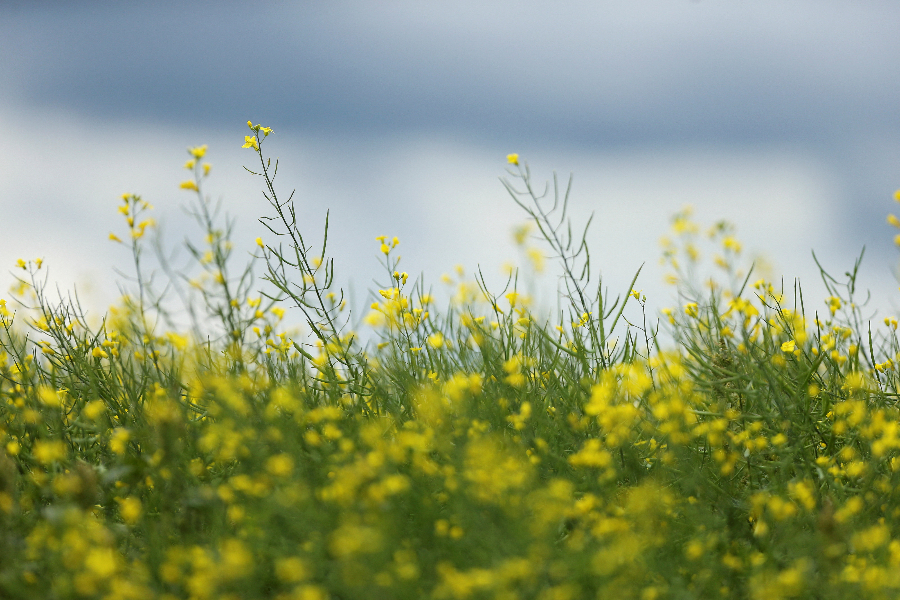 ���ô��r(n��ng)���Ͳ˻�ʢ�_