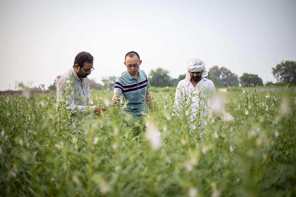中巴經(jīng)濟(jì)走廊農(nóng)業(yè)合作中心芝麻種植園（拉合爾）。（人民網(wǎng)記者 薛丹攝）