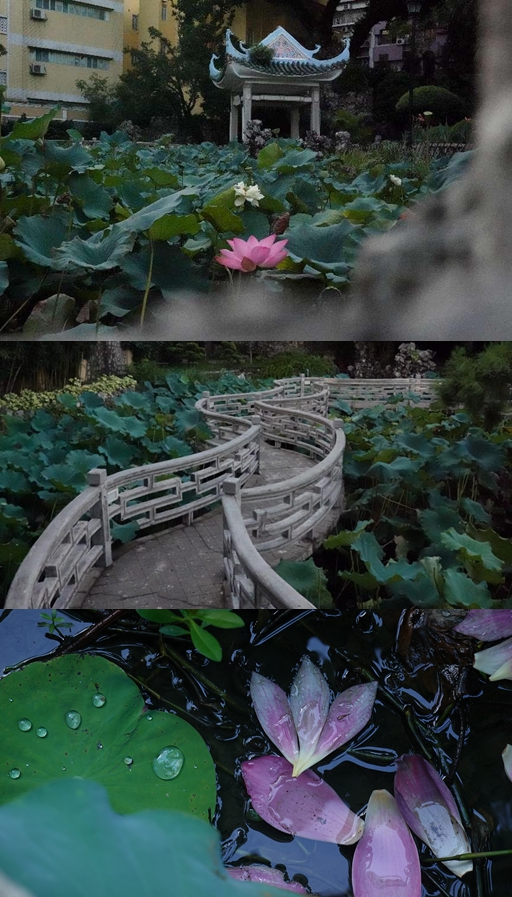 盧廉若公園。人民網(wǎng) 唐佳 攝