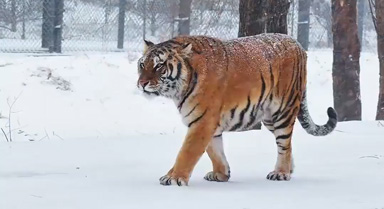 虎虎生威！雪天和東北虎超配的