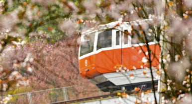 重慶：開往春天的列車