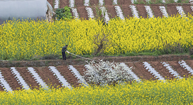 四川榮縣：樂德紅土地 春日調色板